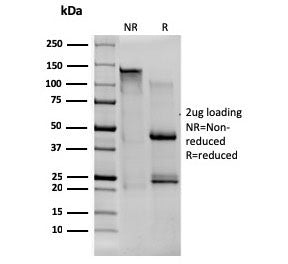 CD80 Antibody