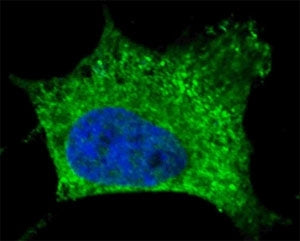 NGFR Antibody