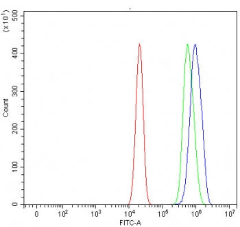 RAI14 Antibody / Retinoic acid-induced protein 14