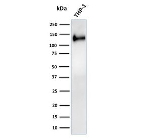 CD31 Antibody / PECAM-1
