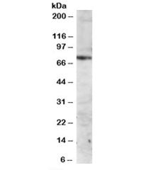 ITK Antibody