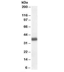 Western blot testing of human frontal cortex lysate with APOL2 antibody at 0.03ug/ml. Predicted mole