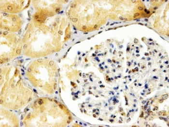 IHC testing of FFPE human kidney with APOBEC3G antibody at 4ug/ml. HIER: steamed with pH9 Tris/EDTA 