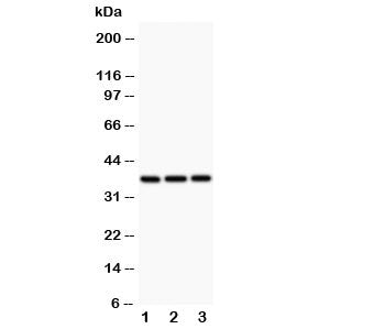 Bmi1 Antibody