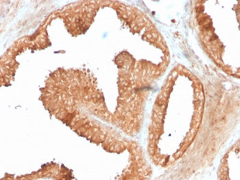 Ornithine Decarboxylase Antibody / ODC1