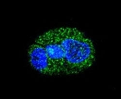 Confocal immunofluorescent analysis of HNF1A antibody with HepG2 cells followed by Alexa Fluor 488-c