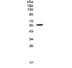 FGR Antibody / c-FGR proto oncogene