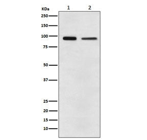EEF2 Antibody / Elongation factor 2