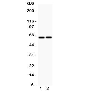 LTBR Antibody