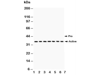 Western blot testing of Caspase-9 antibody and Lane 1: A549; 2: SMMC-7721; 3: 293T; 4: Jurkat; 5: Ra