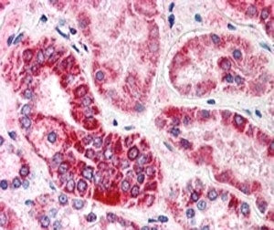 GULP1 Antibody