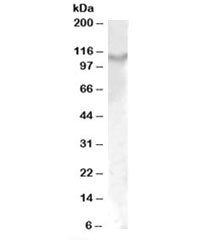 IL17ra Antibody
