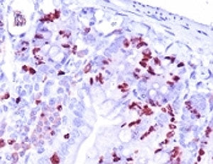 Bromodeoxyuridine / BrdU Antibody