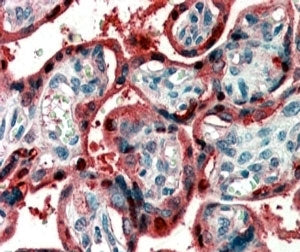 Ghrelin Antibody