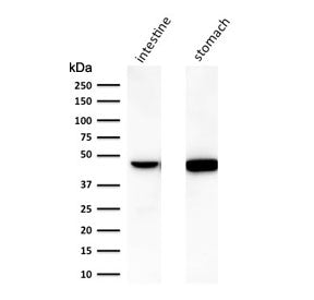 Western blot testing of human intestine and stomach tissue lysate with Keratin 18 antibody (clone C-
