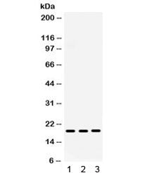 CXCL9 Antibody / MIG