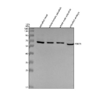 Western blot analysis of Estrogen receptor 2b protein using Zebrafish Estrogen receptor 2b antibody 