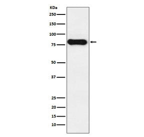 IgD Antibody