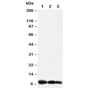 IP10 Antibody