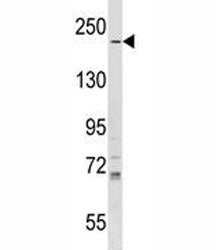 IQGAP1 Antibody