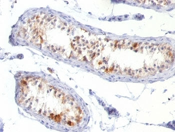 MART-1 / Melan-A Antibody
