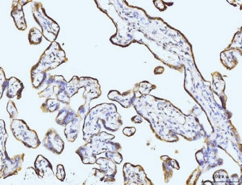 IHC staining of FFPE human placental tissue with BZW2 antibody. HIER: boil tissue sections in pH8 ED