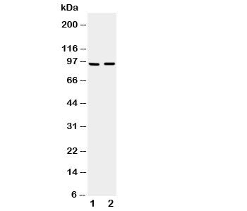 ADAMTS4 Antibody