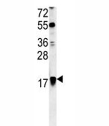 ARF1 Antibody