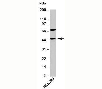 ATG4B Antibody