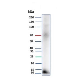 CLPS Antibody / Colipase