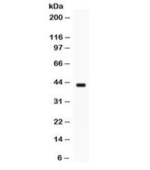Sp5 Antibody
