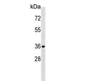 CDKL1 Antibody