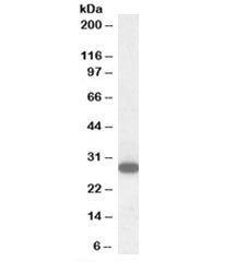 RGS18 Antibody