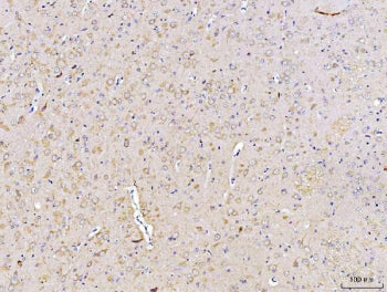 DUSP6 Antibody