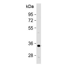 Western blot testing of human HeLa cell lysate with OR1B1 antibody at 1:500. Predicted molecular wei