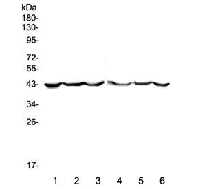 Cytokeratin 19 Antibody