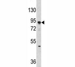 Dnmt3a Antibody