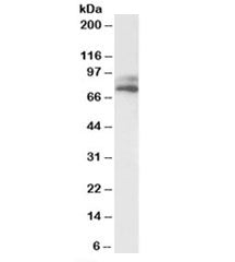VPS16 Antibody
