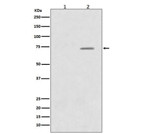 Phospho-Raf1 Antibody / c-Raf (pS43)