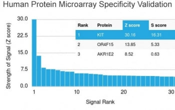 c-Kit Antibody / CD117