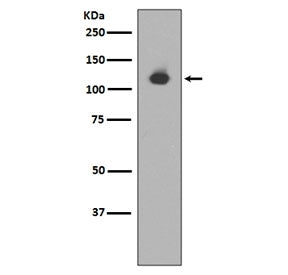 Neuropilin 1 Antibody / NRP1