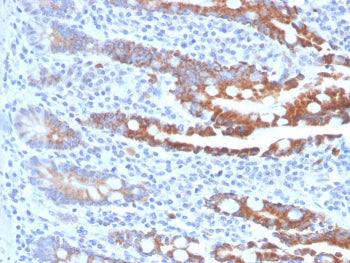 IHC staining of FFPE human small intestine tissue with BGP-1 antibody (clone CEACAM1/4843). HIER: bo