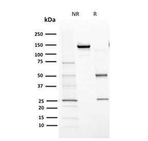 CYP1A1 / CYP1A2 Antibody
