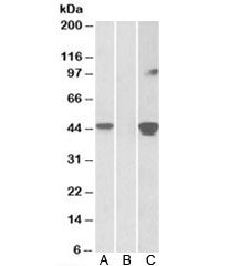 SLAMF8 Antibody