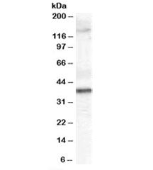 GALR3 Antibody