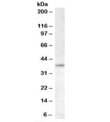 RNF2 Antibody