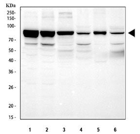 Western blot testing of 1) human HEL, 2) human A549, 3) rat lung, 4) rat heart, 5) mouse lung and 6)
