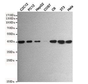 p38 MAPK Antibody / MAPK14