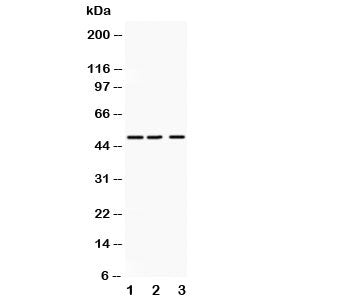ANGPTL4 Antibody