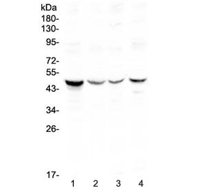 Caspase-4 Antibody